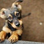 Brown puppy looking up with curious eyes