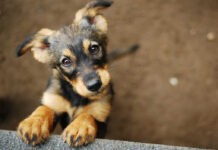 Brown puppy looking up with curious eyes