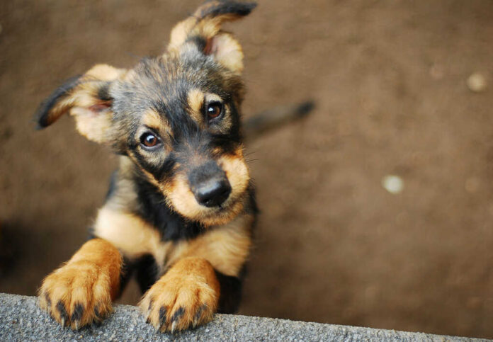 Brown puppy looking up with curious eyes