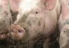 Close-up of pigs with muddy faces in a farm setting