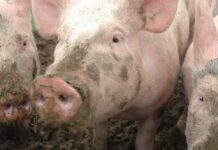 Close-up of pigs with muddy faces in a farm setting