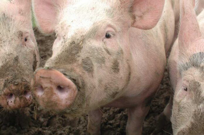 Close-up of pigs with muddy faces in a farm setting