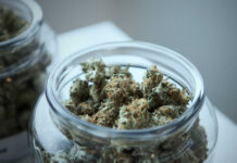 Cannabis Cartel Shock: Good Day Farm Exposed! Glass jar filled with cannabis buds