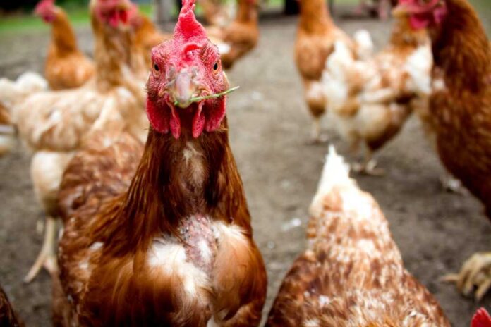Flocks,Of,Free-range,Chickens,Foraging,In,Kaisertal,,Tyrol,During,A The White House north facade with columns and U.S. flag