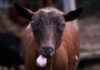Cougar Attack Caught—Farmer Doesn’t Flinch Guard dog leaning on a wall with a goat herd in a sunny pasture