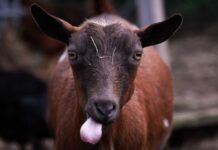 Guard dog leaning on a wall with a goat herd in a sunny pasture