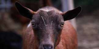 Guard dog leaning on a wall with a goat herd in a sunny pasture