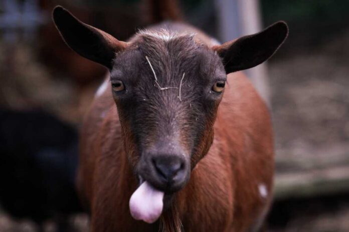 Nigerian,Dwarf,Goat,With,Tongue,Out Guard dog leaning on a wall with a goat herd in a sunny pasture