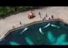 Euthanasia Threat Spurs U.S. Whale Grab Some Beluga Whales coming to San Diego following Canada park closure