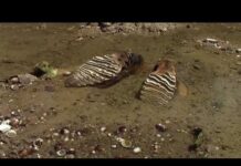 Mammoth? Danube Drop Reveals Giants Mammoth remains found in Bulgaria after Danube levels hit record low