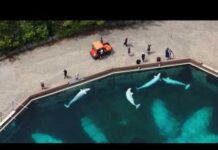 Some Beluga Whales coming to San Diego following Canada park closure