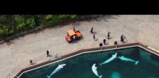 Some Beluga Whales coming to San Diego following Canada park closure