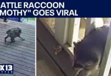 City Hall Chases Instagram Hype 'Jimothy' the Seattle raccoon goes viral | FOX 13 Seattle
