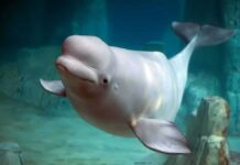 Euthanasia Threat Spurs U.S. Whale Grab Beluga whale swimming underwater