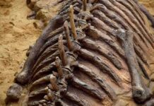 Dinosaur fossil ribs and spine in sandy excavation