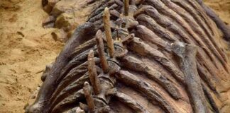 Dinosaur fossil ribs and spine in sandy excavation